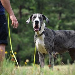 Luna (Lunala) - Mantle merle female Great Dane puppy in Montgomery, Texas from KD Sweet Southern Danes