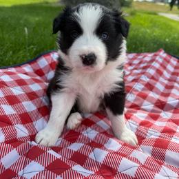Rex - Black and white male Border Collie puppy in Dorr, Michigan from Pineview Farm