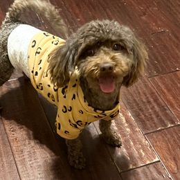 Dosh - Maltipoo
