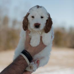 Ahsoka Tano - Parti female Goldendoodle puppy in Hiddenite, North Carolina from Rose and Reid Doodles