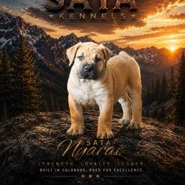Maeve - Brindle female Boerboel puppy in Delta, Colorado from SATA Kennels