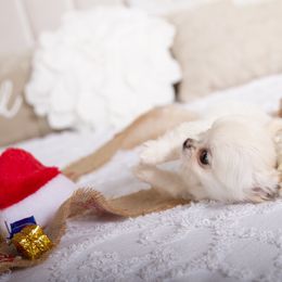 Cuties - Cream and white female Chihuahua puppy in Orlando, Florida from Destiny Chihuahuas