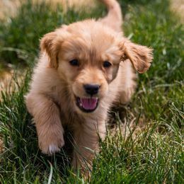 Golden Retriever and Labrador Retriever Puppies from Abels Envy Retrievers