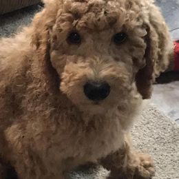 Goldendoodles from Merry R Goldendoodles