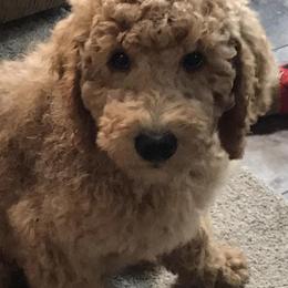Goldendoodles from Merry R Goldendoodles