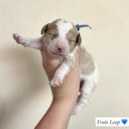 Fruit Loop - Parti male Goldendoodle puppy in Crothersville, Indiana from Wischmeier’s Doodles