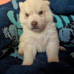 Ace - Red and white male Siberian Husky puppy in Wisconsin from Liberty Siberians