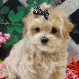 Maltipoo Puppies from Hearthside Meadow