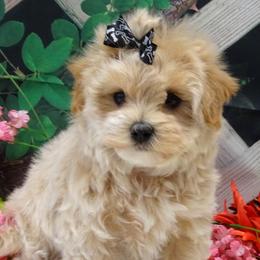 Maltipoo Puppies from Hearthside Meadow