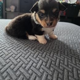 Summer - Black and tan female Pembroke Welsh Corgi puppy in Oak Harbor, Washington from Blackberry Hill Corgis