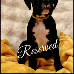 Obsidian - Brindle male Boxer puppy in Seaside, Oregon from Vincent's Pride Boxers