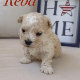 Gigi - Apricot female Maltipoo puppy in Wendell, North Carolina from Teddys Teddy Bears