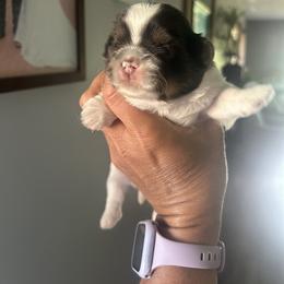 Shih Tzu Puppies from Tarklin Valley Farm