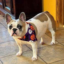 Janis - Tricolors female French Bulldog puppy in Litchfield, Ohio from Rock N’ Roll Frenchies