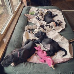 Dachshund and Great Dane Puppies from Bellator Danes & Mini Dachshunds