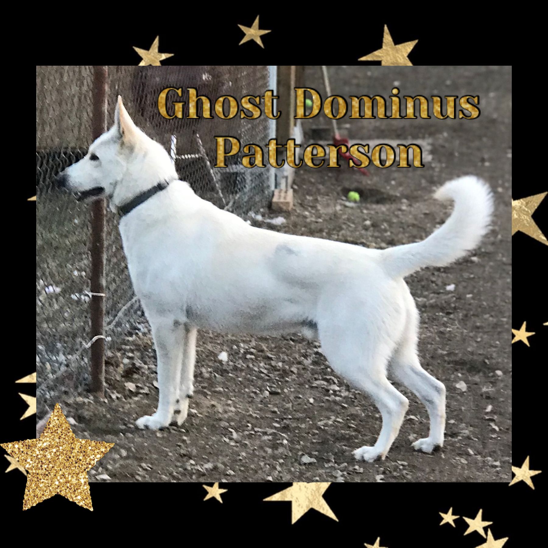 Ghost Dominus Patterson  - Unknown