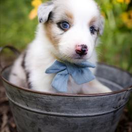 Dopey - Blue merle male Australian Shepherd puppy in Georgetown, Texas from River Reign Australian Shepherds