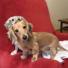 Mr. Magoo RTG 12-27-25 - Cream male Dachshund puppy in Helenville, Wisconsin from Remarkable Doxies