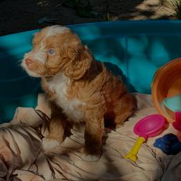 Rider - Brown male Double Doodle puppy in Los Angeles, California from Deane’s Double Doodles
