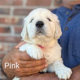 Darcy - Light golden female Golden Retriever puppy in Winnsboro, Texas from Goldway Golden Retrievers