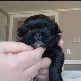 Midnight - Brindle male Shih Tzu puppy in Brodnax, Virginia from KBs Shih Tzus
