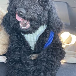 Labradoodle puppies from 7O7Doodles