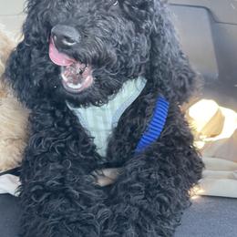 Labradoodle puppies from 7O7Doodles