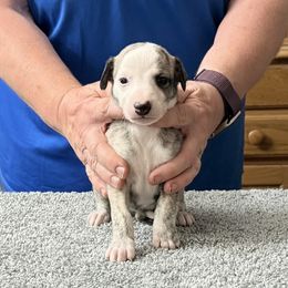 Boy One - Fawn brindle male Whippet puppy in Williamsport, Pennsylvania from Willowisp Whippets