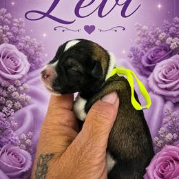 Levi - Parti male Miniature Schnauzer puppy in Sylvania, Georgia from Southern Sky Miniature Schnauzers