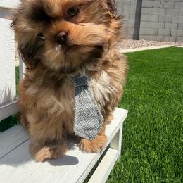 Flame - Red male Shih Tzu puppy in Coolidge, Arizona from Shih Tzu’s  ‘N’ Love