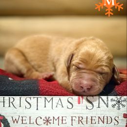 Boy 2 - male Labrador Retriever puppy in Franklin, Virginia from Oak Hollow Retrievers