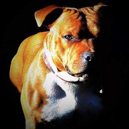 Staffordshire Bull Terrier All Grown Up from Spitfire 81 Staff's