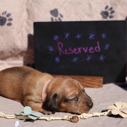 Minnie - Red female Dachshund puppy in Prospect, Oregon from Spunky Sausage Pups