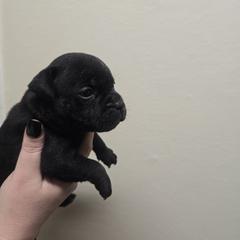 Boy 2 - male Staffordshire Bull Terrier puppy in Brandon, Florida from Angels & Myths