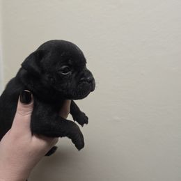 Boy 2 - male Staffordshire Bull Terrier puppy in Brandon, Florida from Angels & Myths