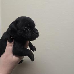 Boy 2 - male Staffordshire Bull Terrier puppy in Brandon, Florida from Angels & Myths