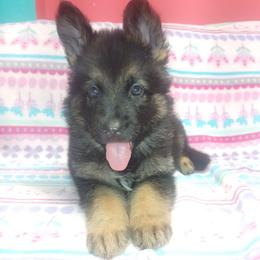 Matthew Blue Collar - Black and red male German Shepherd puppy in Bedias, Texas from TiPi S Ranch's German Shepherds