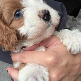 Kyle - Red male Cavapoo puppy in Yuciapa, California from AlltheDoodlez_