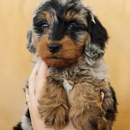 Female Mini Multigenerational Bernedoodle 'Bonnie' No Collar - Merle female Bernedoodle puppy in Kamas, Utah from A + E Farms