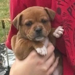 Staffordshire Bull Terrier Puppies from Tier 1 Staffordshire Bull Terriers