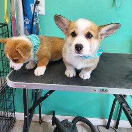 Dachshund and Pembroke Welsh Corgi Puppies from TS Dachshunds and Corgis
