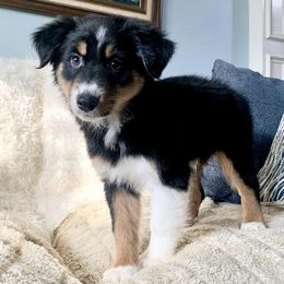 Australian Shepherds from Annie’s Australian Shepherds