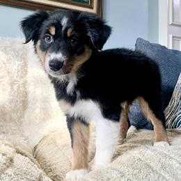Australian Shepherds from Annie’s Australian Shepherds