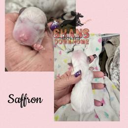 Saffron - Piebald female Dachshund puppy in Hockley, Texas from Shans Down Home Doxies
