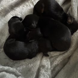 Dachshund Puppies from Dachshund Dad