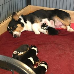 Pembroke Welsh Corgi Puppies from Walkabout's Pembroke Corgi's