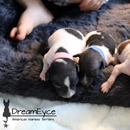 American Hairless Terrier Puppies from DreamEyce American Hairless Terriers