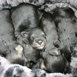 Miniature Schnauzer Puppies from Axcium Miniature Schnauzers