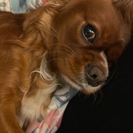 Cavalier King Charles Spaniels from CCE Cavaliers