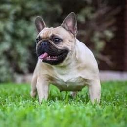 Pixie  - French Bulldog